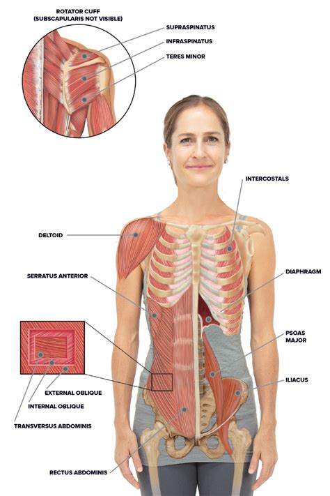 muscles of the abdomen and ribs laminated anatomy chart muscle hot sex picture