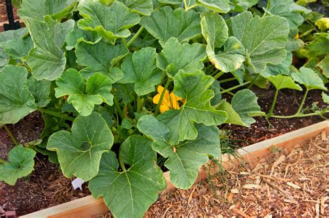 How To Grow Patty Pan Squash