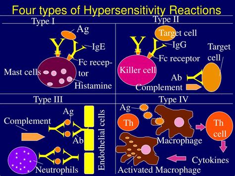Ppt Hypersensitivity Powerpoint Presentation Free Download Id149329
