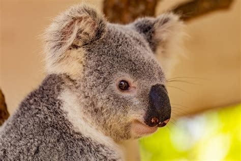 Expatica is the international community's online home away from home. Queensland - Regenwald trifft auf Küste • the travely