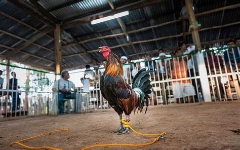 Rooster Kills Police Officer In Cockfighting Raid Gone Wrong
