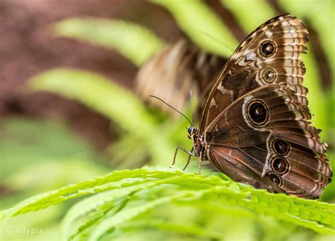 Papiliorama Butterfly Dome Switzerland