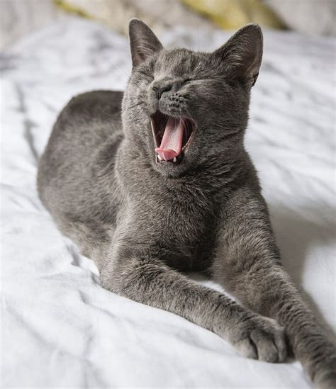 Meist machen das unsichere oder sehr dominante katzen. Gehören Hund und Katze mit ins Bett? - Haustiere-Lexikon.com