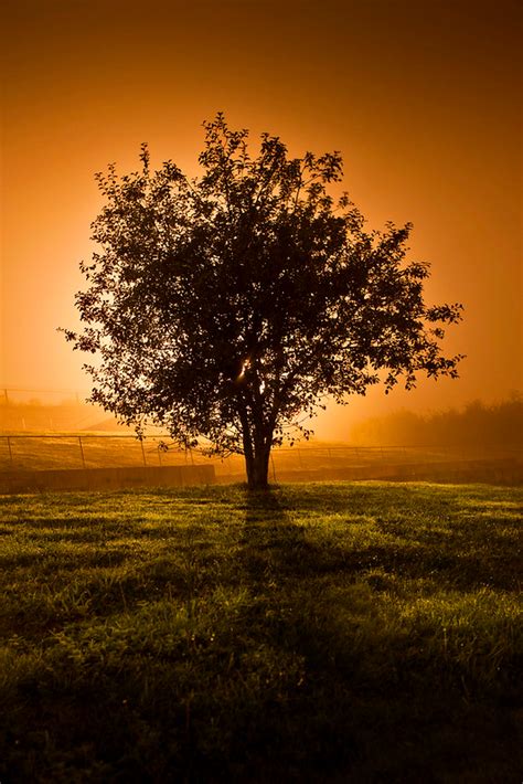 The Lone Tree Природа