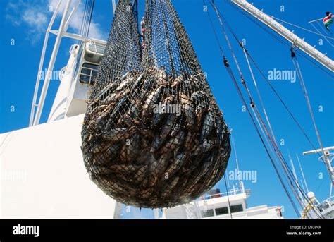 Fish Caught In Fishing Net Close Up Stock Photo Alamy