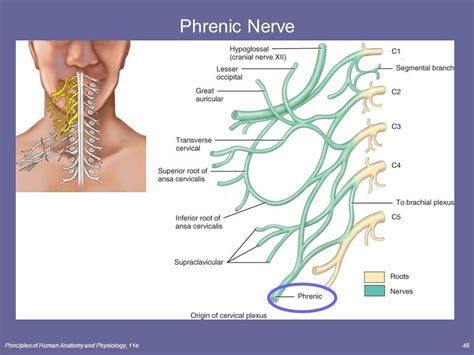 Phrenic Nerve Injury Symptoms The Spinal Cord And Spinal Nerves Lecture