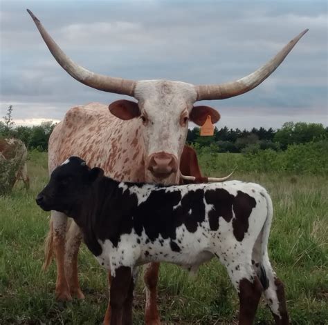Whose ready for... - PSLA: Prairie State Longhorn Association