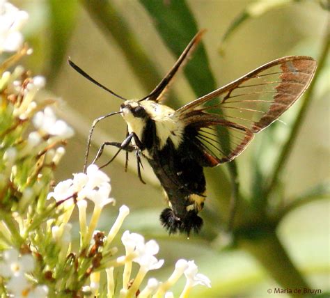 Snowberry Clearwing Moth My Beautiful World