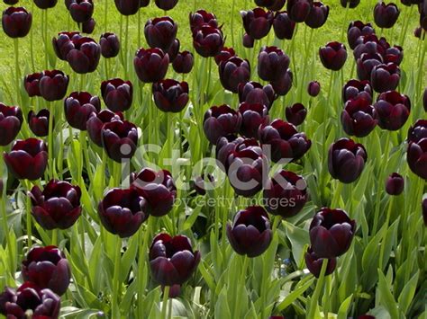 Black Tulips Keukenhof Gardens Lisse Holland Stock Photo Royalty