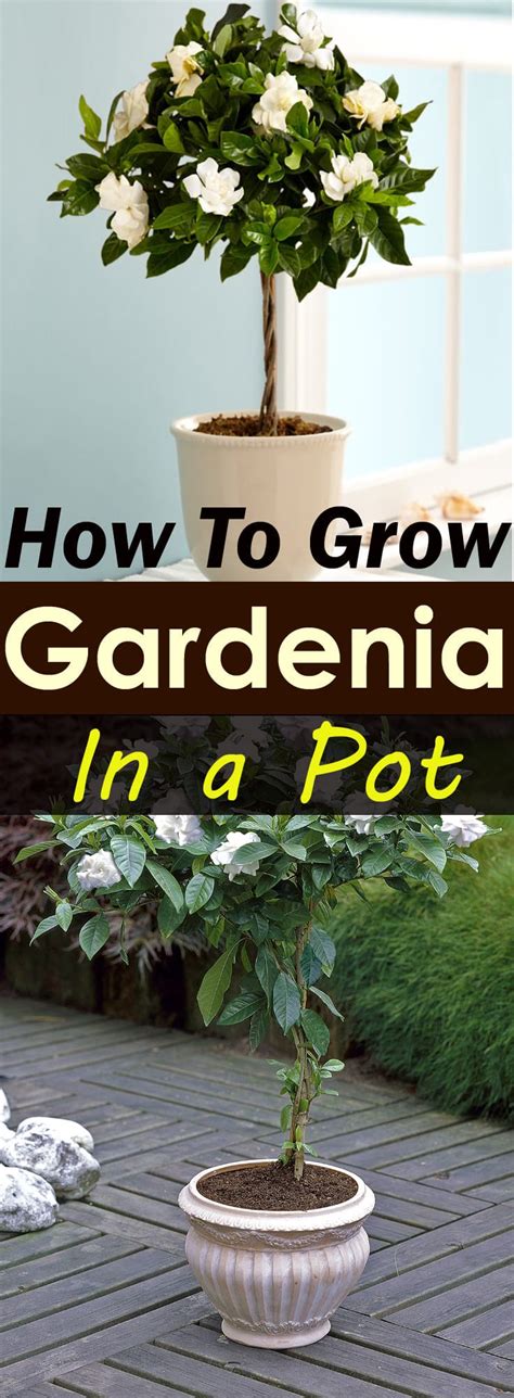 Growing Gardenias In Pots Gardenia Tree Care And How To Grow It