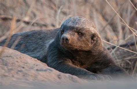 Honey Badger Sean Crane Photography