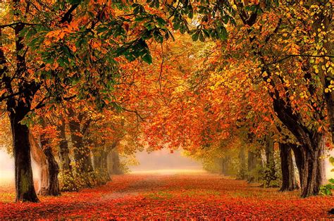 1920x1080px 1080p Free Download Autumn Fall Leaves Autumn