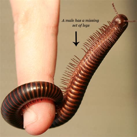 Centipedes can have between 15 and 177 pairs of legs depending on the species (average 35 pairs), and millipedes can have up to 200 pairs. Millipede - Orthoporus texicolens - BugGuide.Net