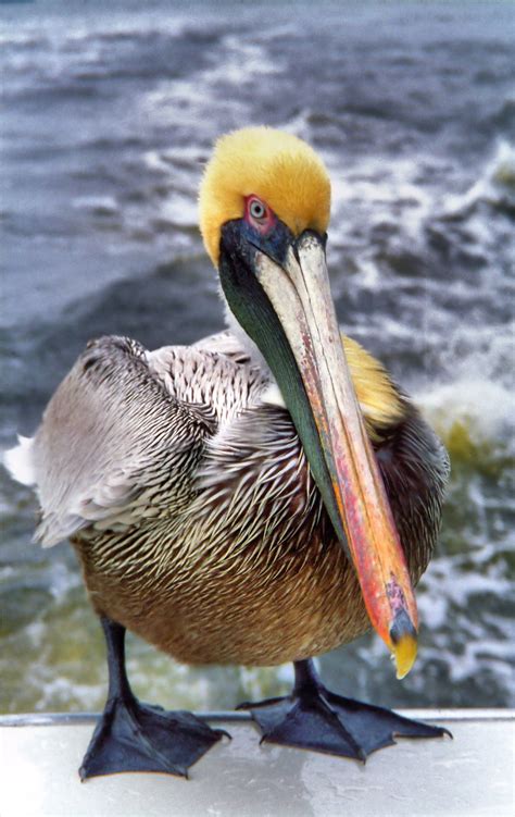 Brown Pelican In Fort Lauderdale Florida Encircle Photos