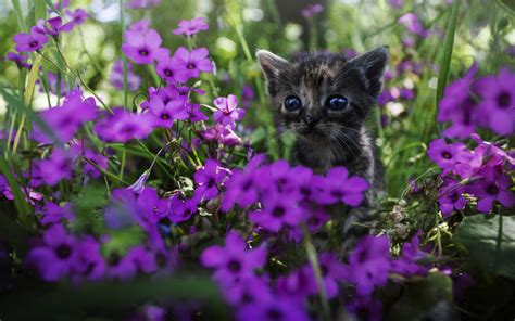 Wallpaper Cute Kitten Purple Flowers 1920x1200 Hd Picture Image