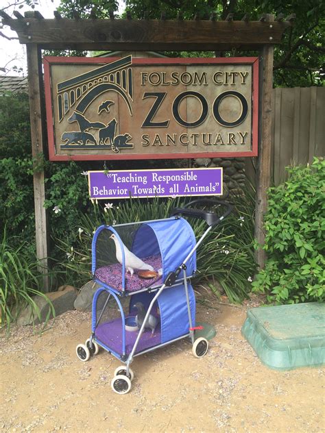 City of elk grove animal services. The Folsom City Zoo Sanctuary