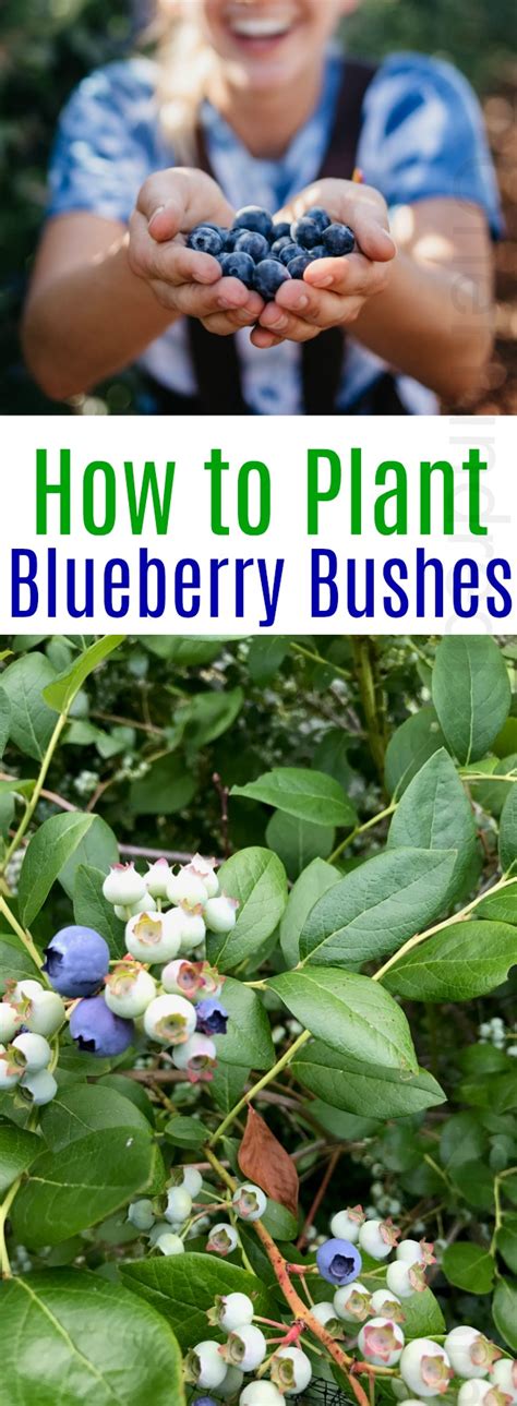 How To Plant A Blueberry Bush One Hundred Dollars A Month