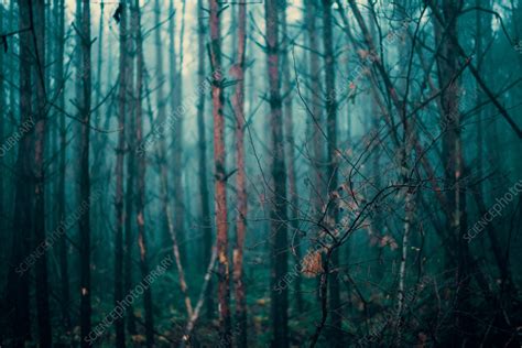Foggy Autumn Forest Stock Image F0373003 Science Photo Library