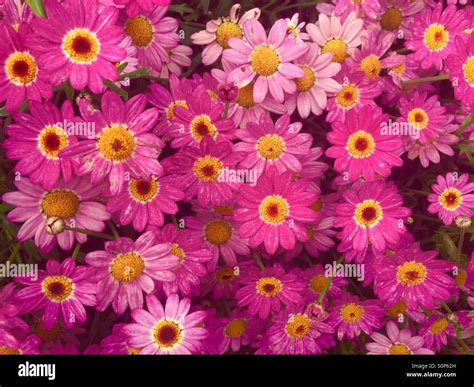 Daisy Rose Photo Stock Alamy