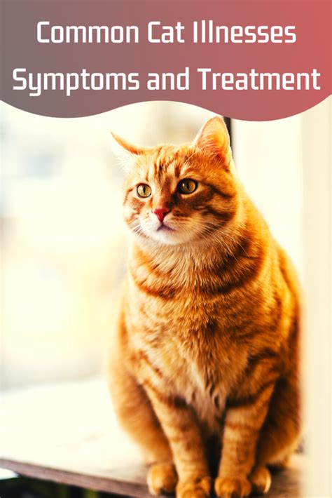 Common Cat Diseases And Symptoms Petsium
