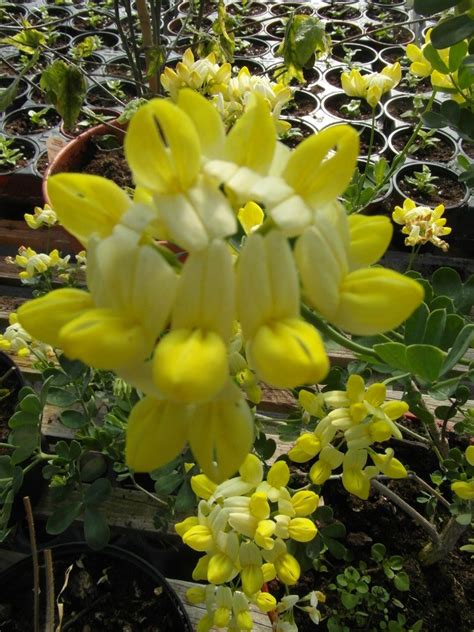 Coronilla Glauca ‘citrina Mandyplants