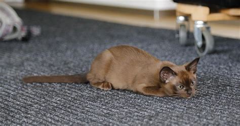 Two cats in new york have become the first pets in the u.s. Feline Coronavirus - Symptoms and Treatments