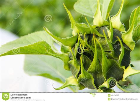 The Young Sunflower Has Not Yet Blossomed Stock Image Image Of