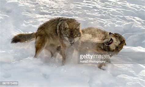 Gray Wolves Fighting High Res Stock Photo Getty Images