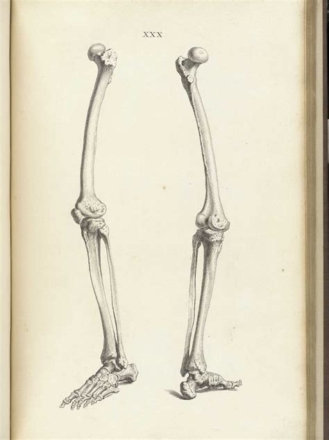 Lower Leg Bones Anatomy Anatomy Drawing Diagram