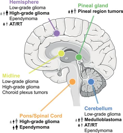 Frontiers Targeting Mycn In Molecularly Defined Malignant Brain Tumors