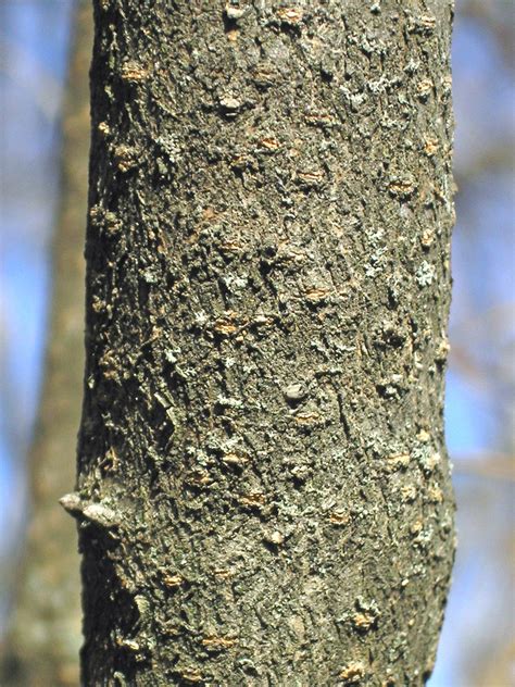 We did not find results for: Viburnum rafinesquianum (downy arrowwood): Go Botany