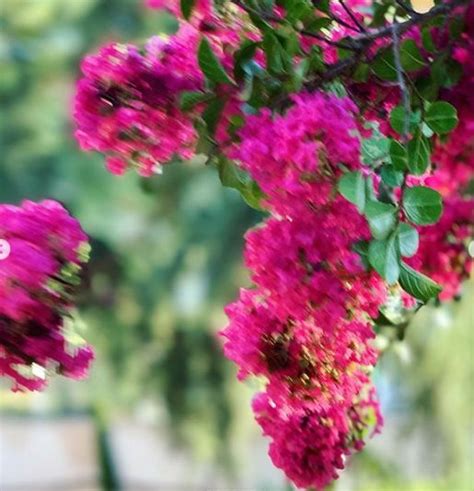 Ali Coşkun özeren Adlı Kullanıcının Dünyayı Güzelleştiren Çiçekler