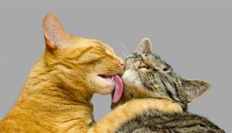 Why Do Cats Lick Each Other Discover Reasons Here