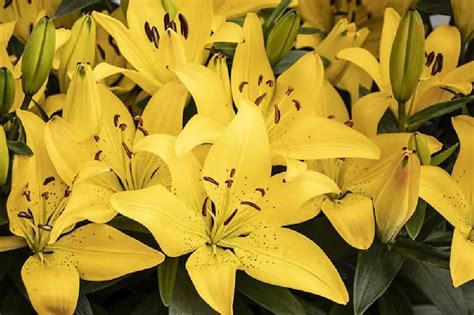 Stargazer Lilies For Sale Buying Growing Guide Trees Com
