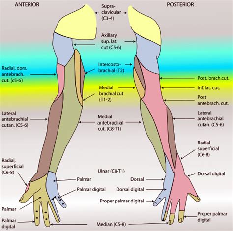 Anatomy Shoulder And Upper Limb Arm Nerves Statpearls Ncbi Bookshelf
