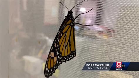 Cambridge Program Aims To Help Beloved Monarch Butterflies Spread Their Wings