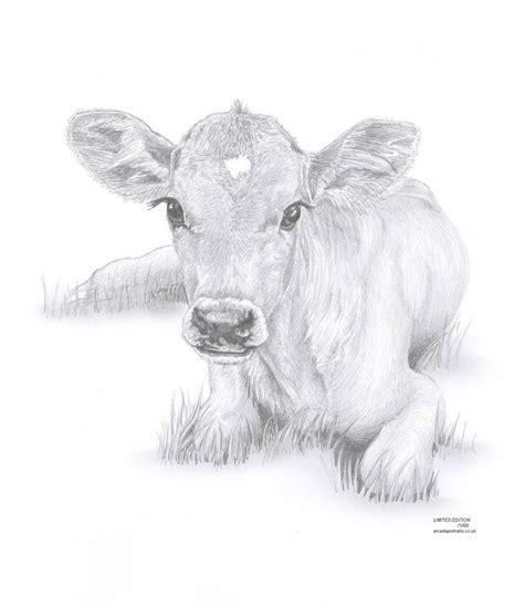 Baby Cow Face Drawing Drawing Svg Free
