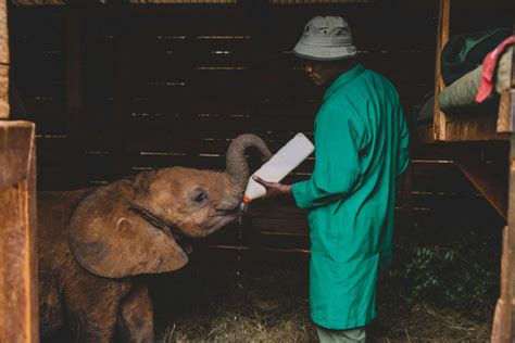 Orphaned Baby Elephants Receive Much Needed Love And Affection From