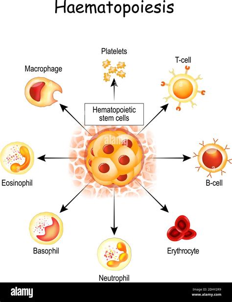 La Hematopoyesis Es La Formación De Células Sanguíneas Todos Los