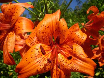 Learn how to discuss hypothetical which kind of test does the following relate to? How to Grow Lily Flowers