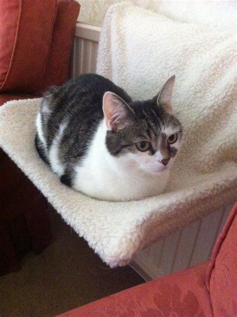 28 Silly Cats Who Have Gone Full Loaf Mode Supreme Comfort Engaged In