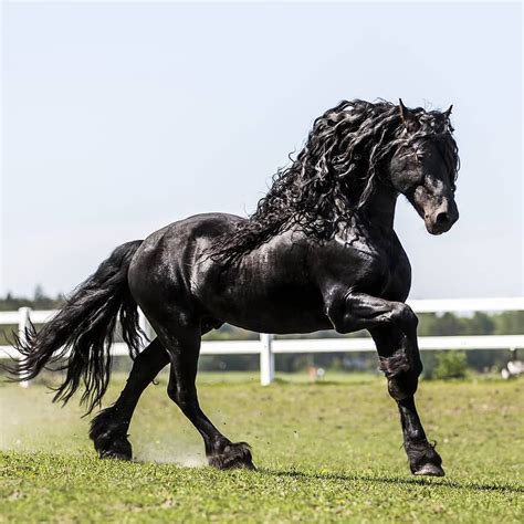 Animal On Planet 🐾 On Instagram Black Beauty Most Beautiful Horse