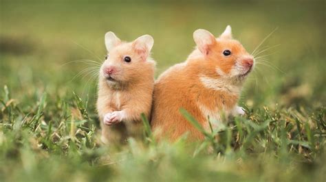 Hamsters Wallpapers Wallpaper Cave