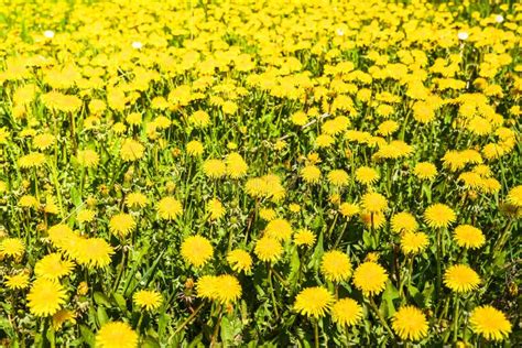 Spring Yellow Dandelions Stock Image Image Of Flowers 112612347