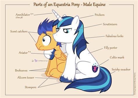 Image 636147 My Little Pony Friendship Is Magic Know Your Meme