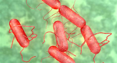Continuing public health challenge // clinical infectious diseases. Salmonella: uma vilã que pode estar presente nos alimentos