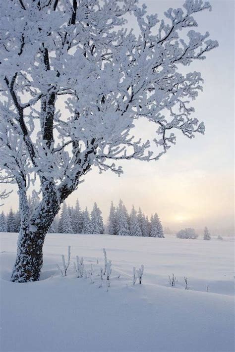 3015 Best Winter Images On Pinterest Winter Snow Snow