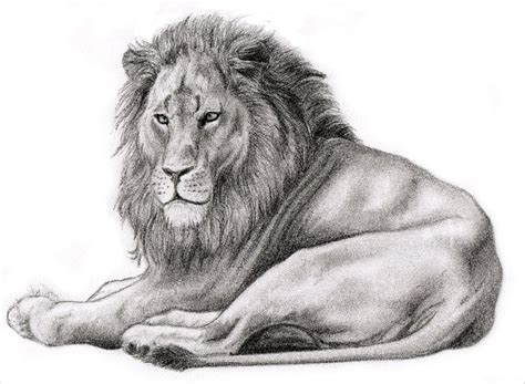 Apart from the very big picture. 17+ Lion Drawings, Pencil Drawings, Sketches | FreeCreatives