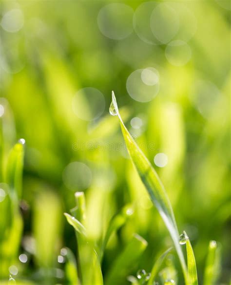 Dew Drops On Green Grass Stock Image Image Of Fresh 101626065