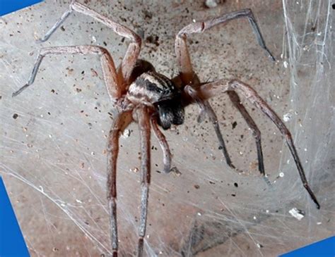 Mating can be a deadly affair for male black widows. black widow spider bites images